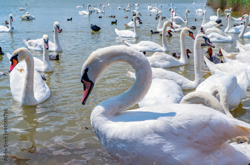 Fototapeta Naklejka Na Ścianę i Meble -  White swan flock in spring water. Beautiful white swans floating on water in search of food.