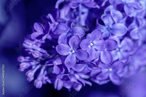 Lilac flower pink spring background.