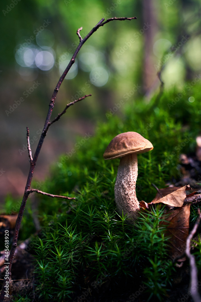 Birch bolete mushroom or leccinum scabrum growing in a forest moss
