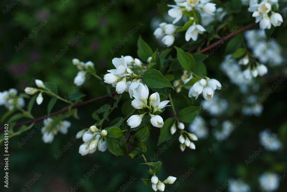 Selective focus, blossoming cherry tree branch with white flowers. Concept of spring blossom, nature, park or home garden Selective focus, blossoming cherry tree branch with white flowers. Concept of spring blossom, nature, park or home garden