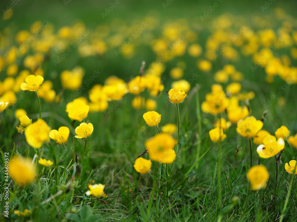Summer or spring background. Blurred bokeh of yellow flowers and green grass. Yellow flowers. Nature background. Sunny day. Summer or spring background. Blurred bokeh of yellow flowers and green grass. Yellow flowers. Nature background. Sunny day.