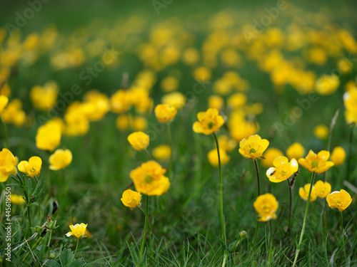 Summer or spring background. Blurred bokeh of yellow flowers and green grass. Yellow flowers. Nature background. Sunny day.