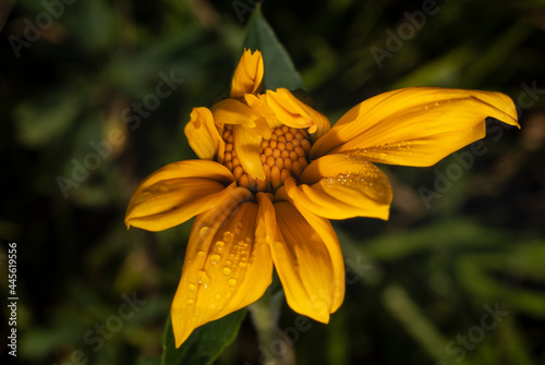 Uma flor chamada girassol mexicano (Tithonia diversifolia) photo