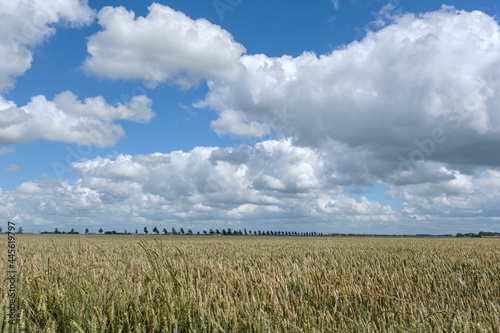 Wheat  Flevoland Province  The Netherlands