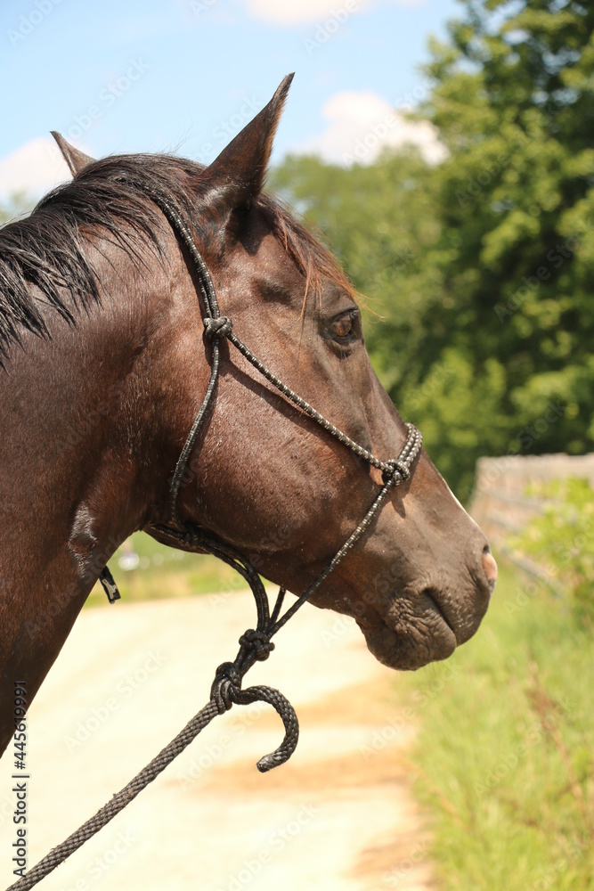 Obraz premium brown horse portrait