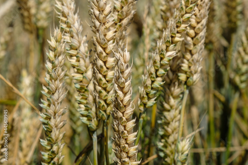 Wheat, Flevoland Province, The Netherlands