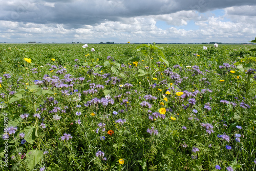 Ecological agricultural strip, Flevoland Province, The Netherlands photo