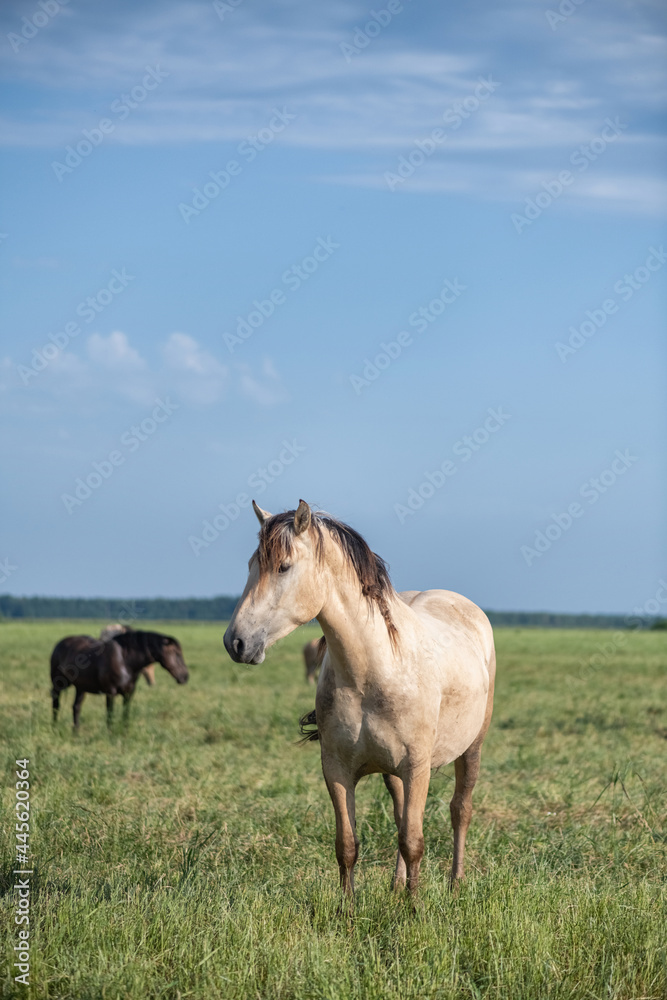 Thoroughbred horses graze in the village field. Thoroughbred horses graze in the village field.