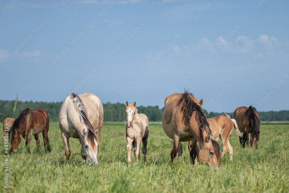 Thoroughbred horses graze in the village field.
