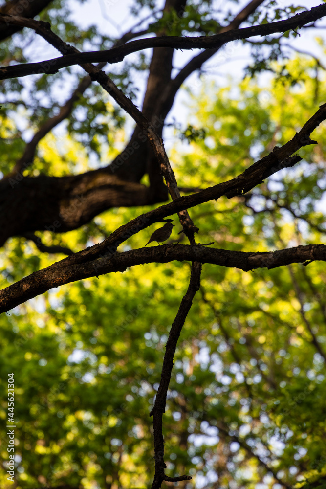 Obraz premium nightingale on a tree