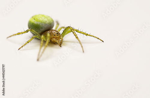Zielony Pająk Gren spider