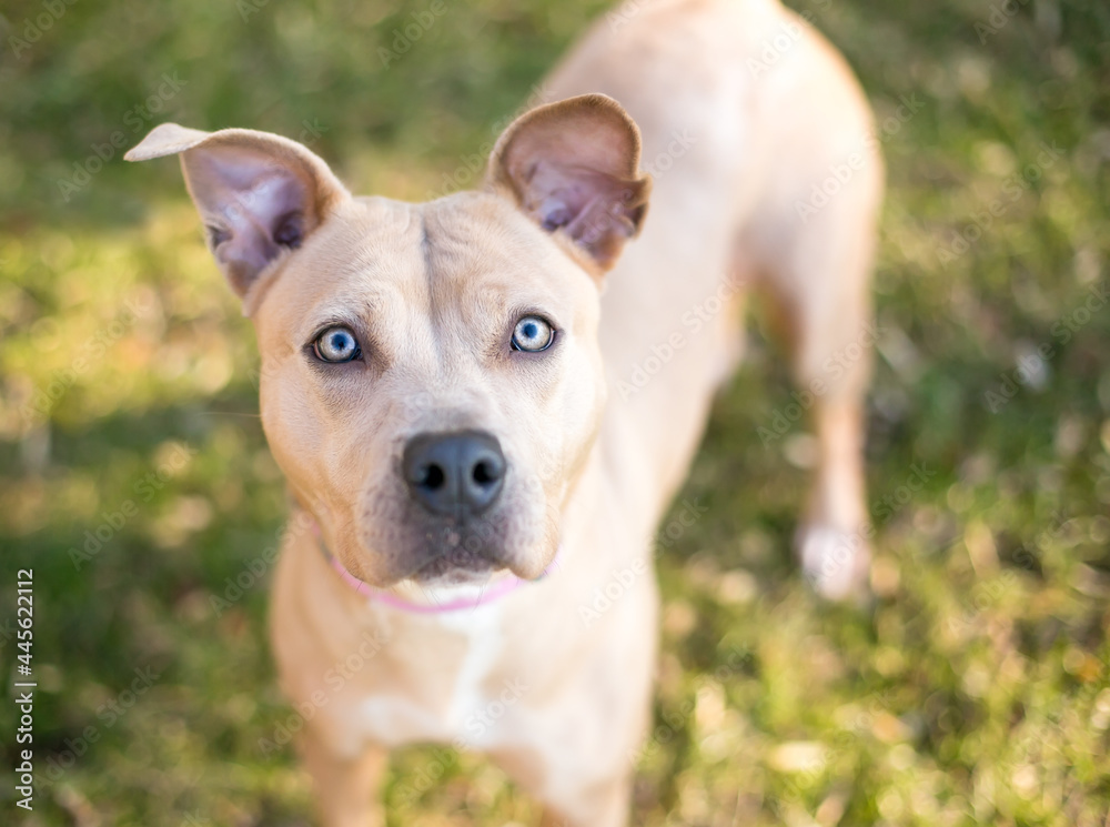 A fawn colored Pit Bull Terrier mixed breed dog with large ears looking up at the camera