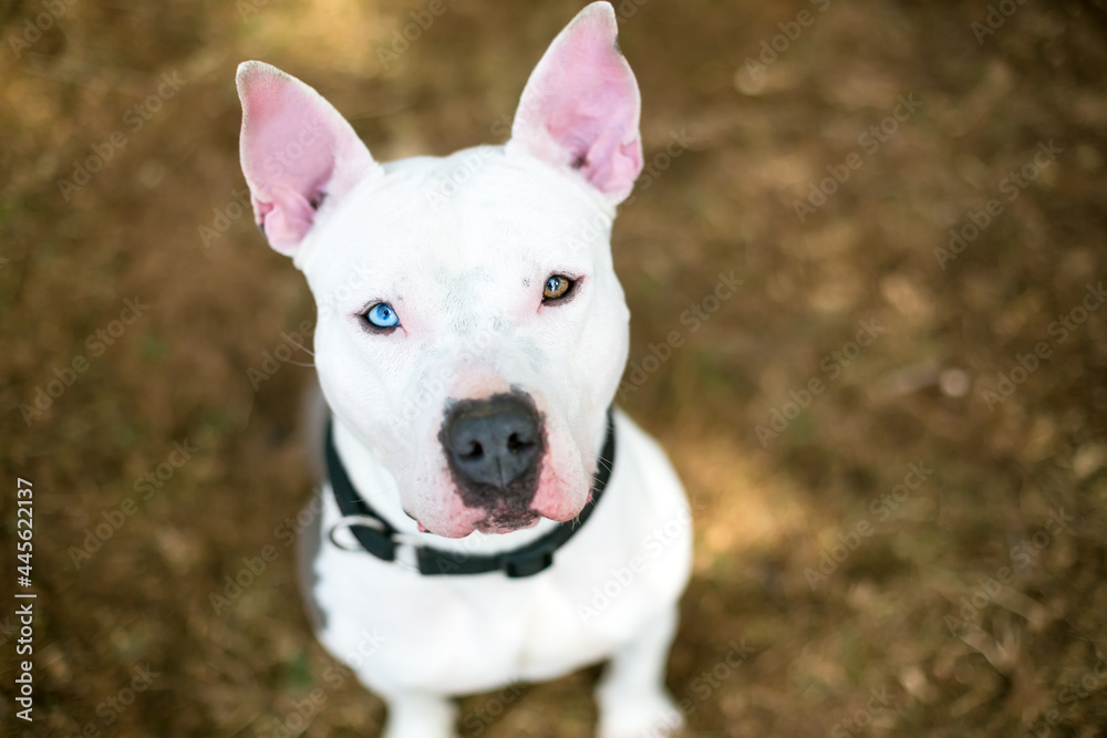 A white Pit Bull Terrier mixed breed dog with heterochromia in its eyes, one blue eye and one brown eye, looking up at the camera