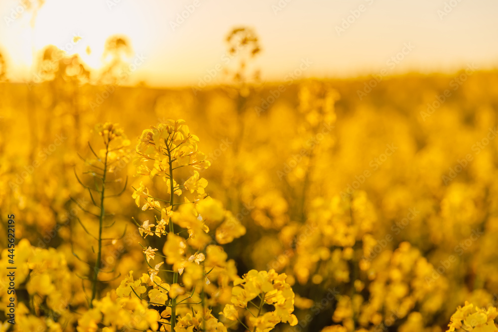 Obraz premium Rapeseed field with flowers and golden sunset tones.