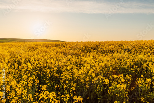 Panorama of a rapeseed field with warm sunset. Yellow field