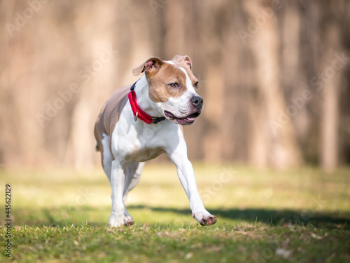 A Pit Bull Terrier mixed breed dog wearing a red collar walking outdoors