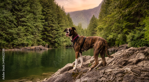 Playful and Funny Boxer Dog standing by the river in Canadian Nature. Alouette Lake in Golden Ears, Maple Ridge, Greater Vancouver, British Columbia, Canada. © edb3_16
