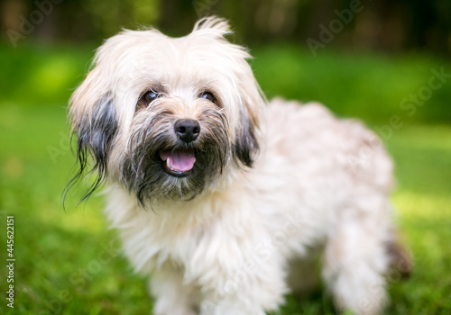 A scruffy mixed breed dog with a happy expression standing outdoors