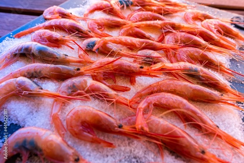 ration of shrimps on salt bed photo