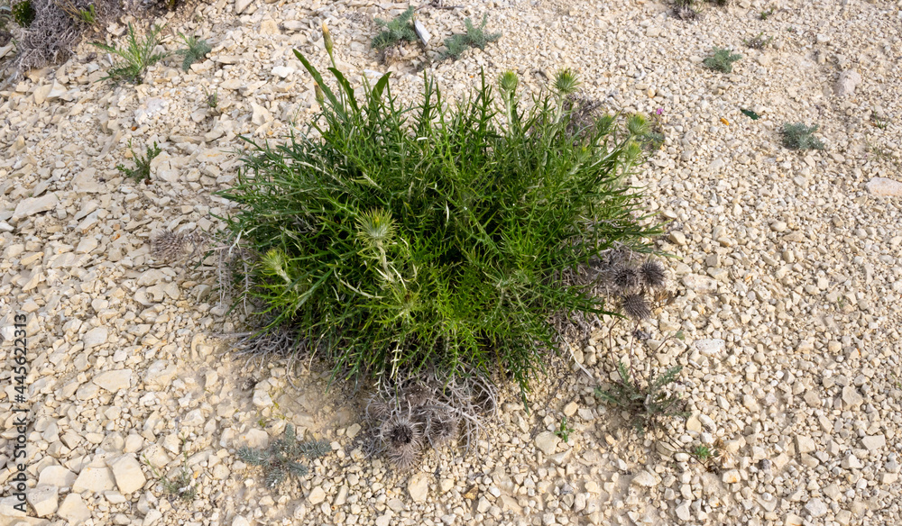 The desert plant is a thorn. A green bush in a rocky desert. Green grass on dry land. Desert soil. Desert landscape in summer The desert plant is a thorn. A green bush in a rocky desert. Green grass on dry land. Desert soil. Desert landscape in summer
