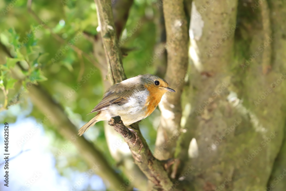 Naklejka premium Bird on a branch