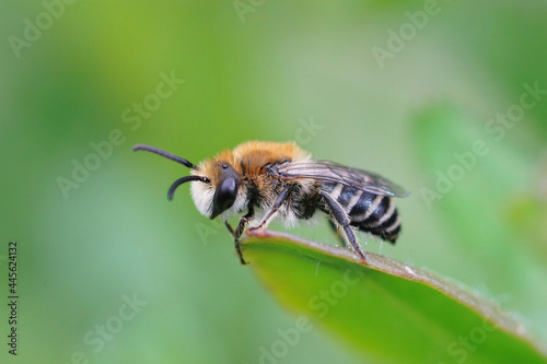 Closeup shot of a Colletes daviesanus plasterer bee perched on a green leaf photo