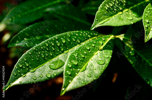 Green leaves with water droplets. Backlit.