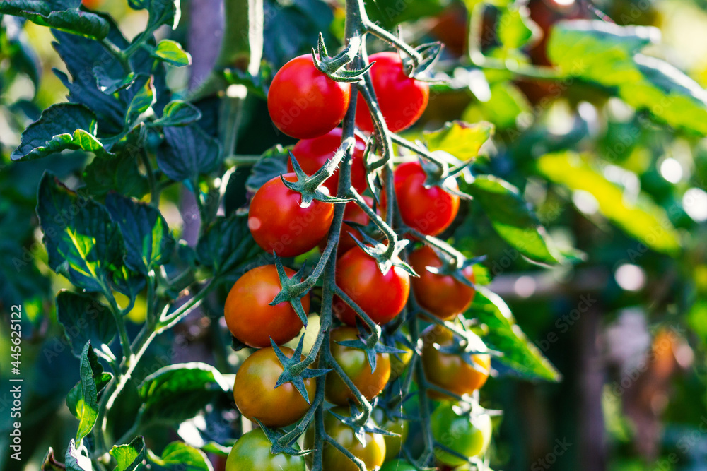 Ripening tomatoes in a sunny vegetable garden. Some tomatoes have already become red and they are ready to be eaten, some others are still unripe. 