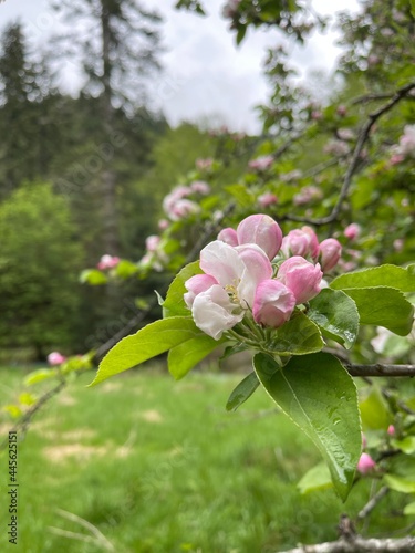 tree blossom photo