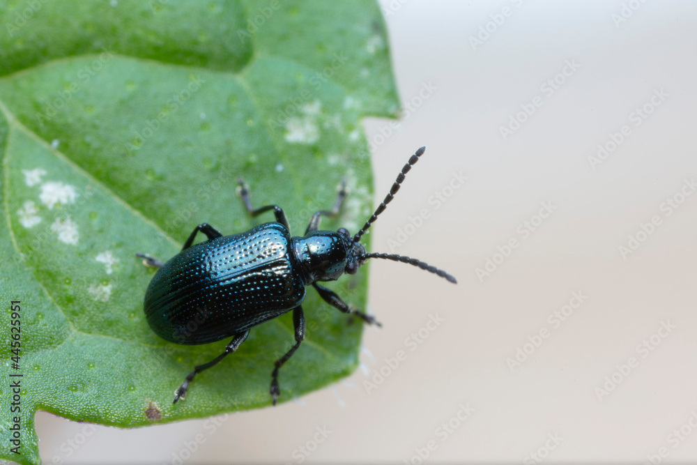 Leaf Beetle Chrysomelidae Oulema gallaeciana sitting on a leaf in close view Leaf Beetle Chrysomelidae Oulema gallaeciana sitting on a leaf in close view