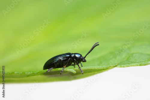 Leaf Beetle Chrysomelidae Oulema gallaeciana sitting on a leaf in close view