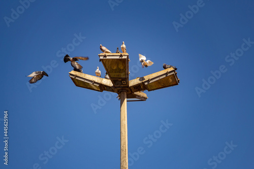 Vários pássaros em um poste de iluminação pública com céu azul ao fundo.