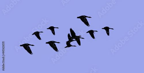 Silhouettes of a flock of wild geese in flight over a blue sky background ...