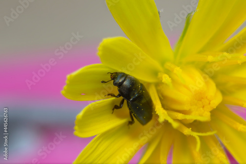 Pollen beetle Nitidulidae Meligethinae Meligethes Brassicogethes on yellow flower photo