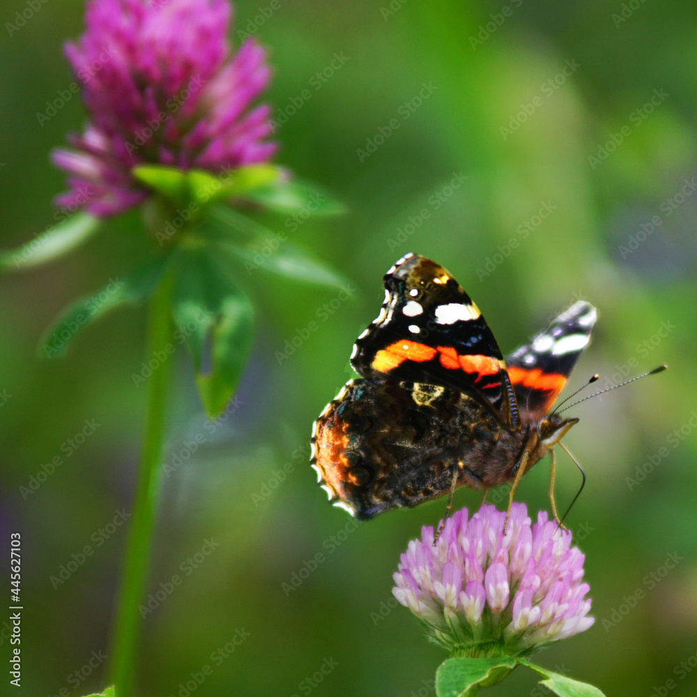The Butterfly enjoying it Environment The Butterfly enjoying it Environment