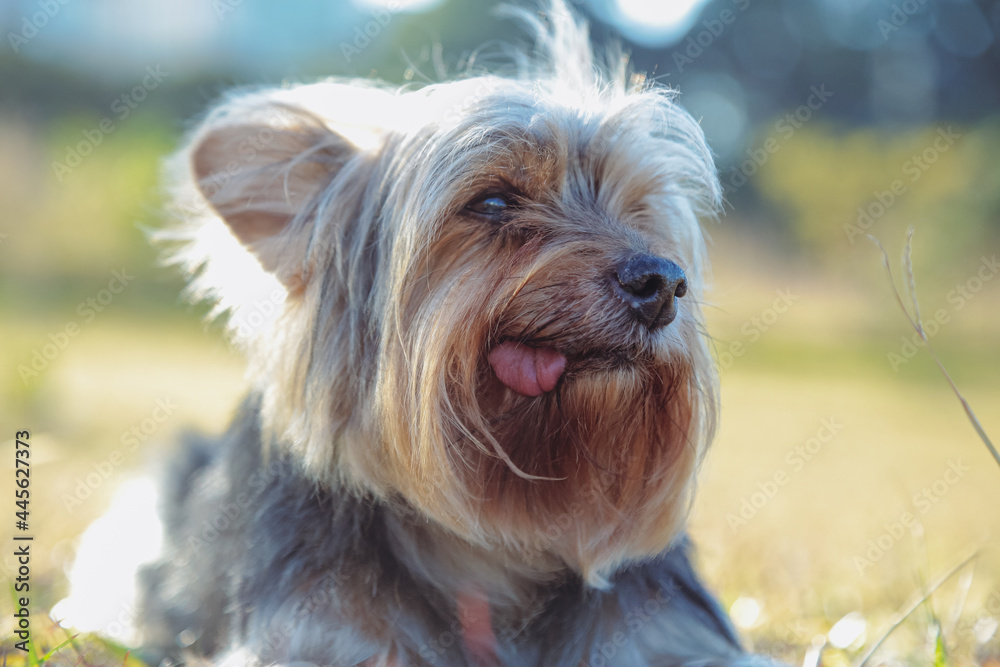 Fotos de lindos cachorros peludos