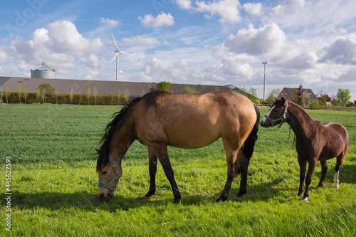 horses grazing on a meadow with wind turbines in holland