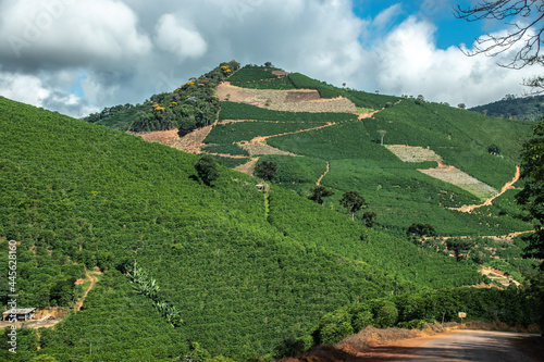 plantação de café na montanha em alto do caparaó photo