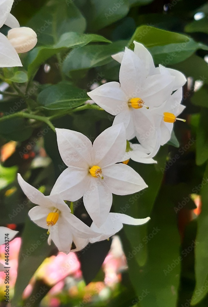 Obraz premium Schöne Blumen aus dem Garten un Wald