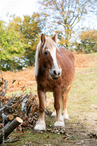 Fotografie Brown and white percheron horse in the countryside
