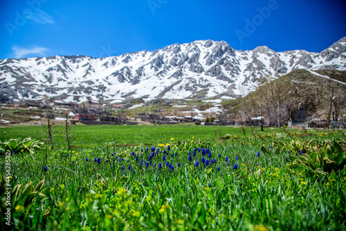 Flowers blooming with the arrival of spring in the Taurus Mountains...