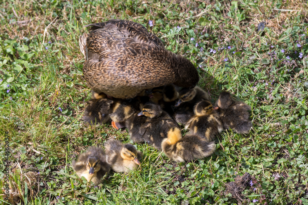 duck family with chicks on summer in Holland duck family with chicks on summer in Holland