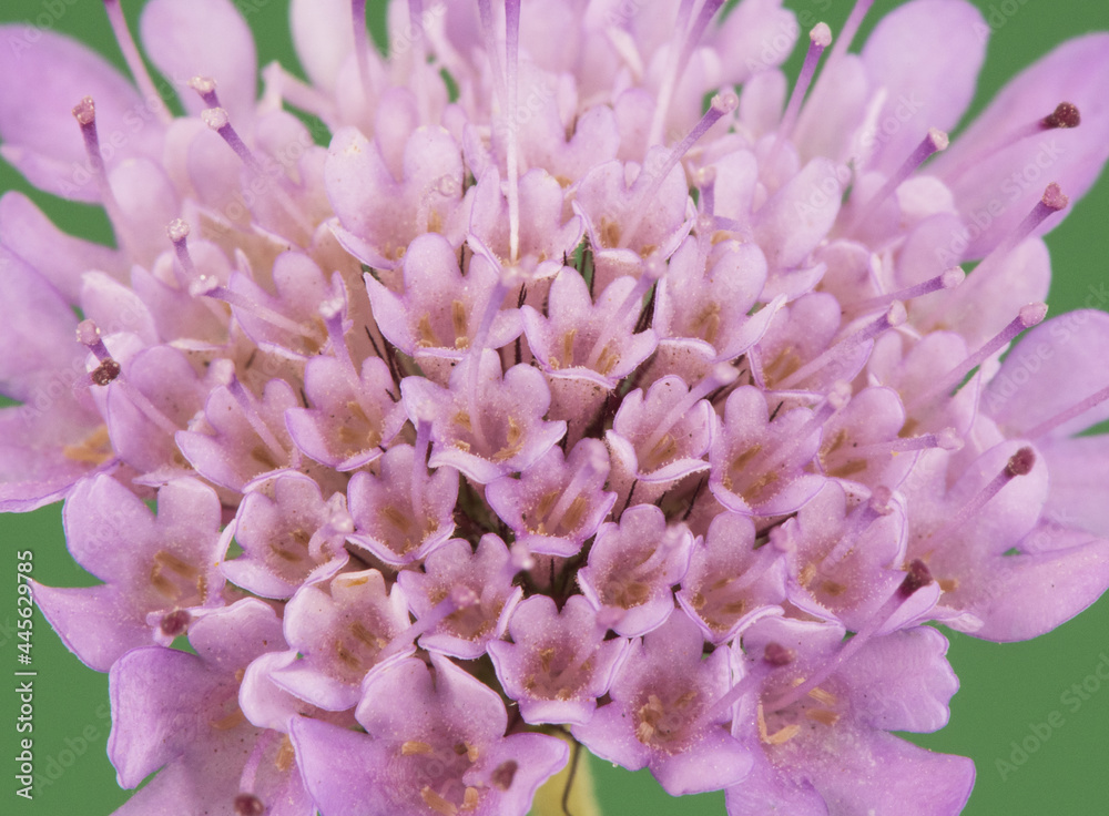 Scabiosa atropurpurea Sweet scabious plant with small flowers of intense purple color bluish stamens on a homogeneous intense green background Scabiosa atropurpurea Sweet scabious plant with small flowers of intense purple color bluish stamens on a homogeneous intense green background