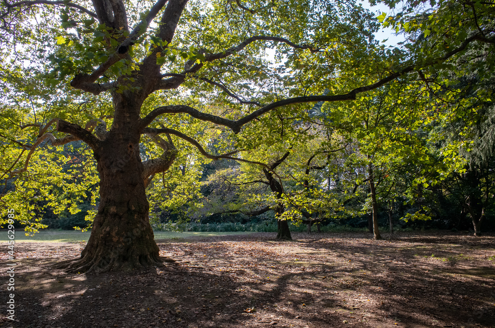 Fototapeta premium tree in autumn