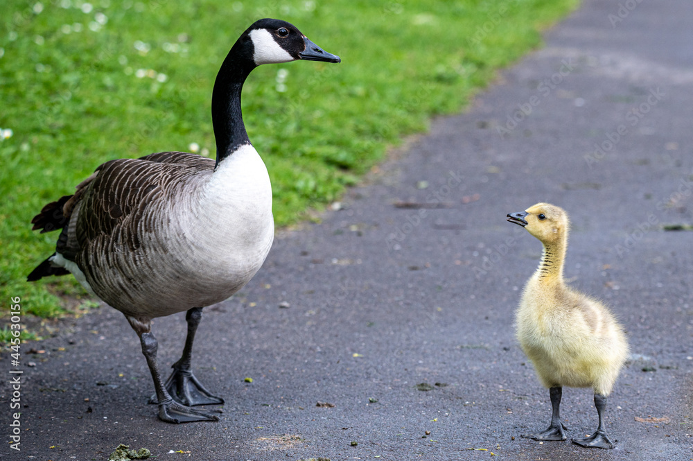 Canada goose, branta canadensis, gosling Canada goose, branta canadensis, gosling