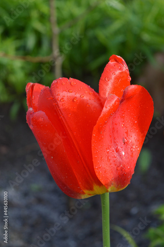 Red tulip with water drops in the field