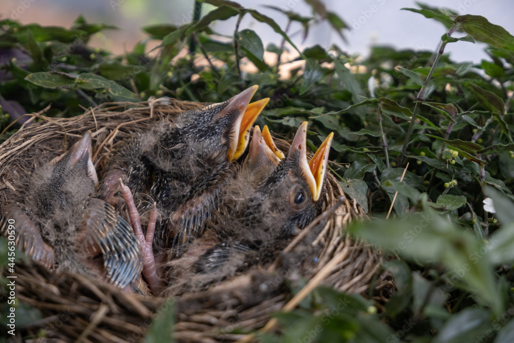 Obraz premium Baby birds in nest with greenery