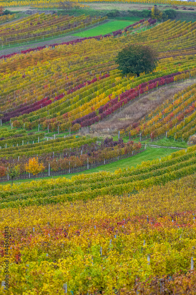 Autumn vineyard near Cejkovice, Southern Moravia, Czech Republic