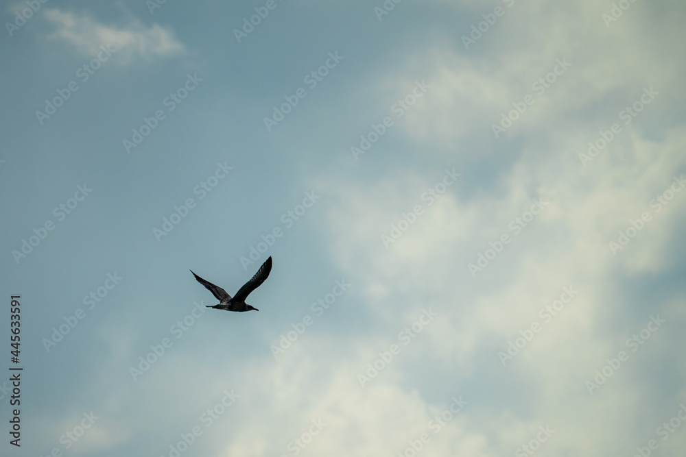 Seagulls flying along the coast of the city of Laredo in the province of Santander, during the summer on a cloudy day