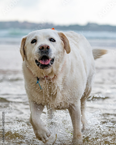 Labrador retriever of white, brown, tan color, playing and running on the beach, and splashing in the water with the waves of the sea